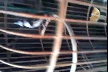 chao mao đầu trắng gialai 01