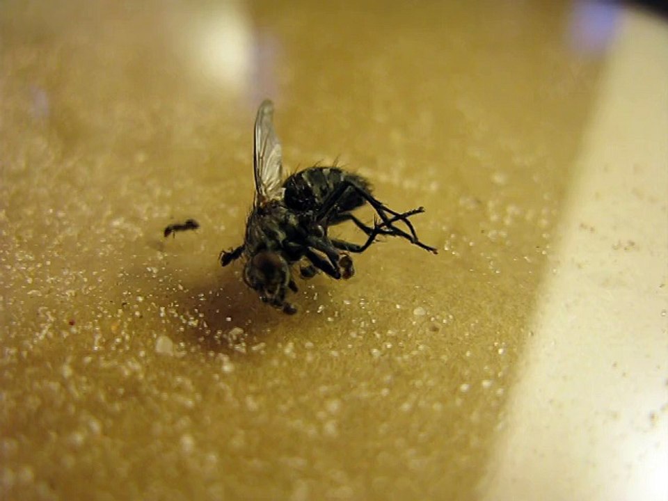 Lasius niger on a fly