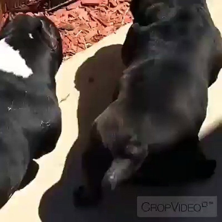 Real Monsters