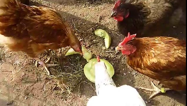 PELEA DE GALLINAS
