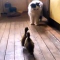 Cute Ducklings Scare & Chase Cat ! - Утята Напугали Кота - Прикол!