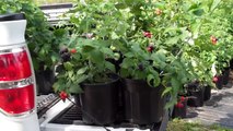 Black Raspberry Plants for Sale by DiMeo Fruit Bushes Farms & Raspberry Plant Garden Center