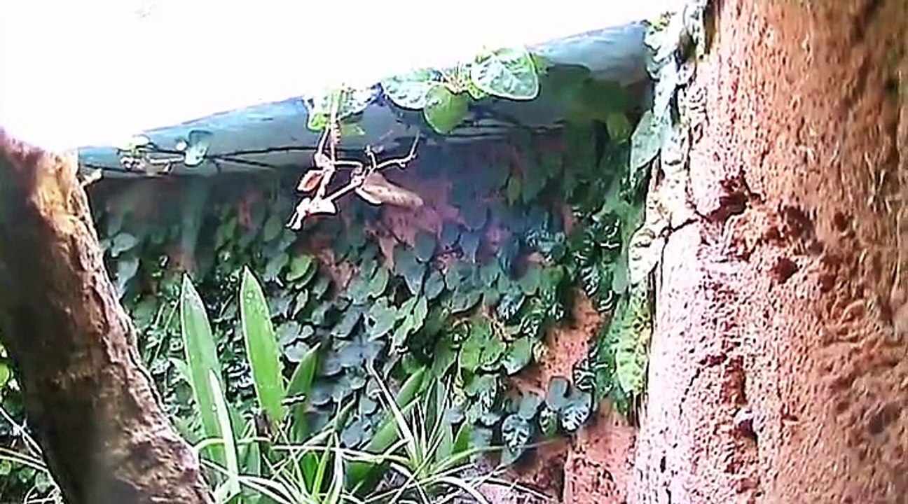 Auf großer Tour durch den Kölner Zoo 8