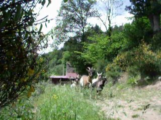 DSCF1201 chèvres au parcours