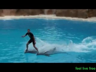 Couple Trained Dolphin