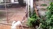 Dog Climbs a Chain-link Fence