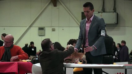 CACIB Perpignan 2015 Ixes Voxel Ux & Jack Jr de L Isle au Vert Coteau