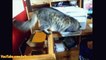 Ce chat n’aime pas du tout les imprimantes - Zap