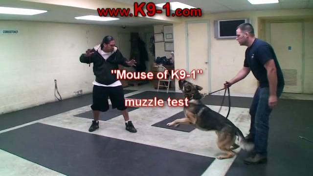 Personal Protection Dog. Muzzle Attack (k9-1.com)