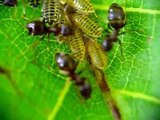 Fourmis récupérant le miellat de pucerons du noyer