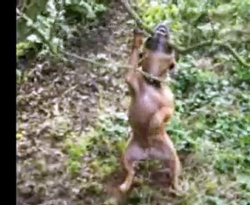 cassie staffie doggie dancing