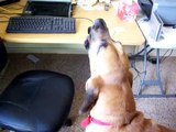 Rufus (my Bloodhound) aullando