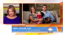 Hero Cat Saves Child from Dog Attack