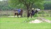 Gaited Horses Race/ Gallop? Tennessee Walker Races Missouri Foxtrotter