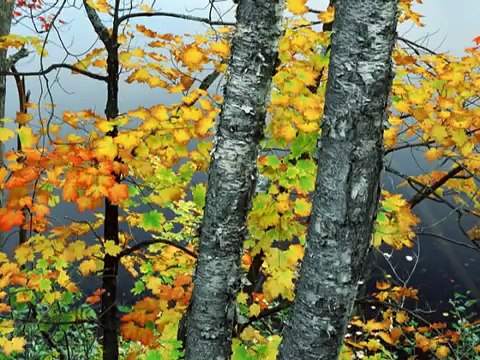 Paweł Kukiz i Irena Santor - już nie ma dzikich plaż - dla Anesi