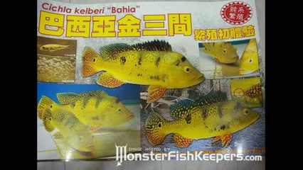 Taiwan 2010 : Cichla Kelberi Bahia Peacockbass : The Babies : 巴西亞金三間 : HD Quality