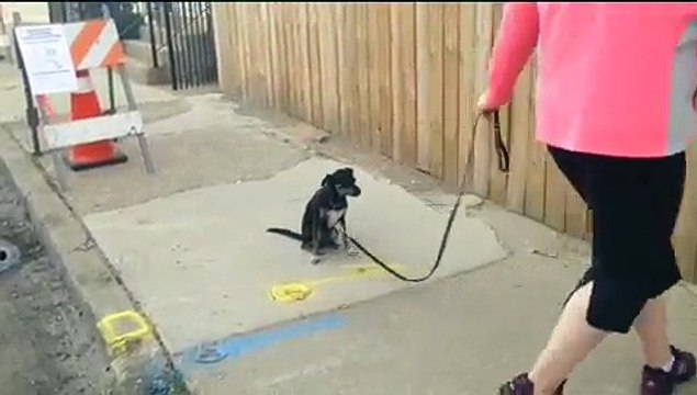 NO EXCUSE FOR NOT TRAINING YOUR SMALL DOG, dog aggressive pooch goes to bootcamp at Dynamic Dogs