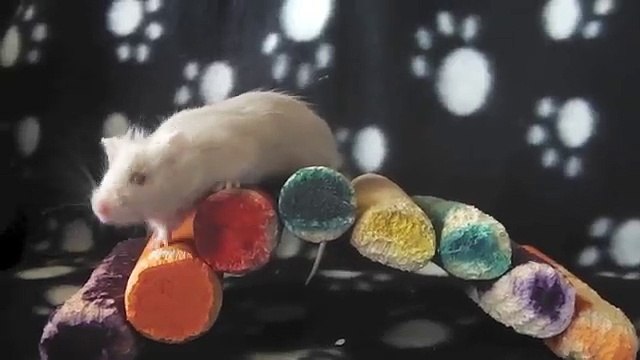 How to convince your parents for a pet mouse!