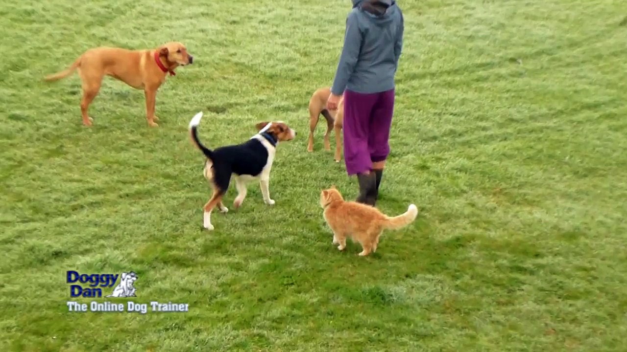 Dogs with Cats