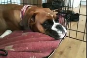 Perro boxer se canta sus propias canciones para dormirse