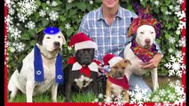 Holly Jolly Christmas Dog Song : Pit Bull Video : Dog Music
