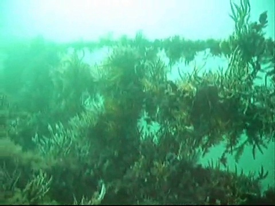 whyalla scuba diving