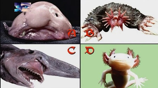 Testez votre cerveau - Le paranormal