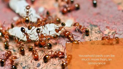 Pest Control Services in Vaughan, Richmond Hill, Newmarket and Aurora