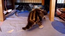 funny cat boxing  funny cat birthday  funny cat balloon  funny cat commercial
