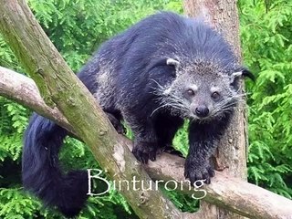 Os mais estranhos, exóticos, raros, diferentes e bizarros animais!!!