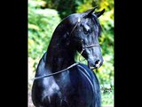 Arabian Horse Attributes