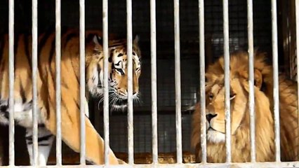 Lions and Tigers at Circus