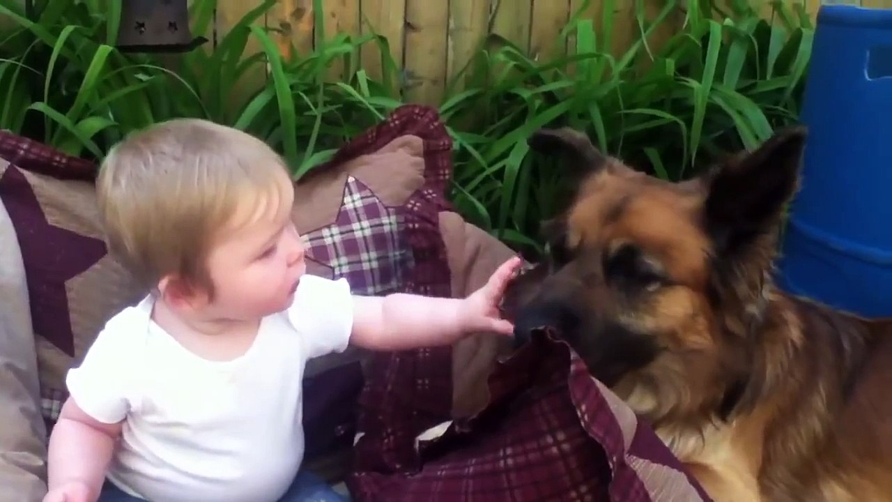 Funny Videos   Funny Cats   Funny Pranks   Funny Animals Videos   Funny Dogs and Cat 2015