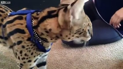 Kedisini Canlı Fareyle Besleyen Psikopat Kız