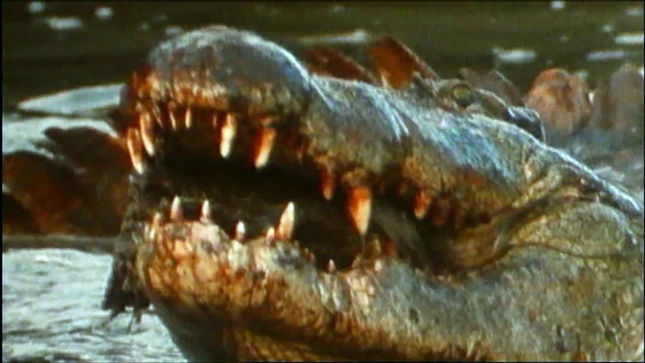Wilde Tiere (trailer).wmv