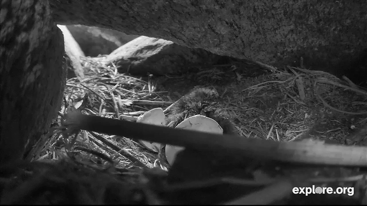 Little Burrow Petey