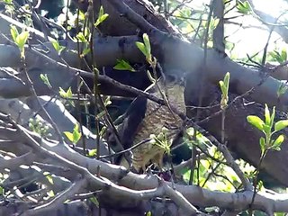 Mr. Hawk, the cannibal
