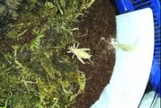 African Red Trapdoor Spider (Gorgyrella sp.) - Awesome Slow Motion Feeding Video