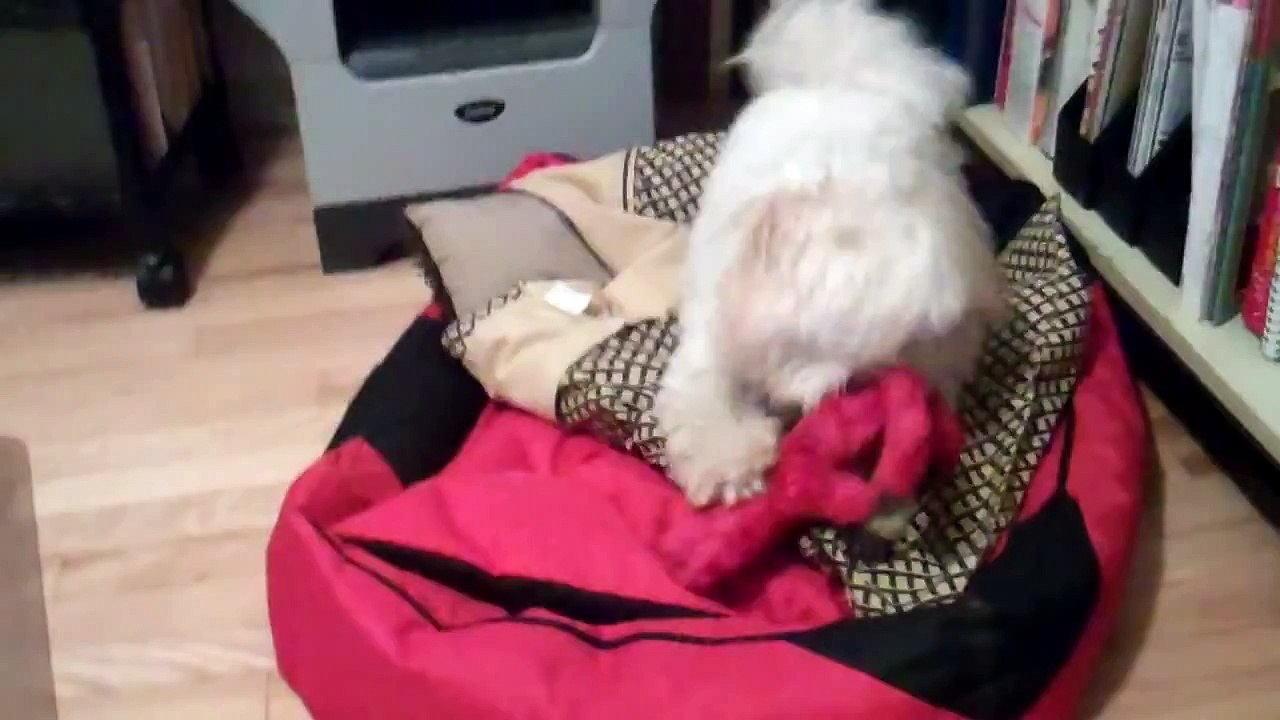 Milane the Coton de Tulear playing