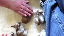 Cute Baby Bunnies - Holland Lop