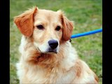 Jersey The Golden Retriever Boy Home For Good Dog Rescue, Summit, N.J., Feb. 2, 2012