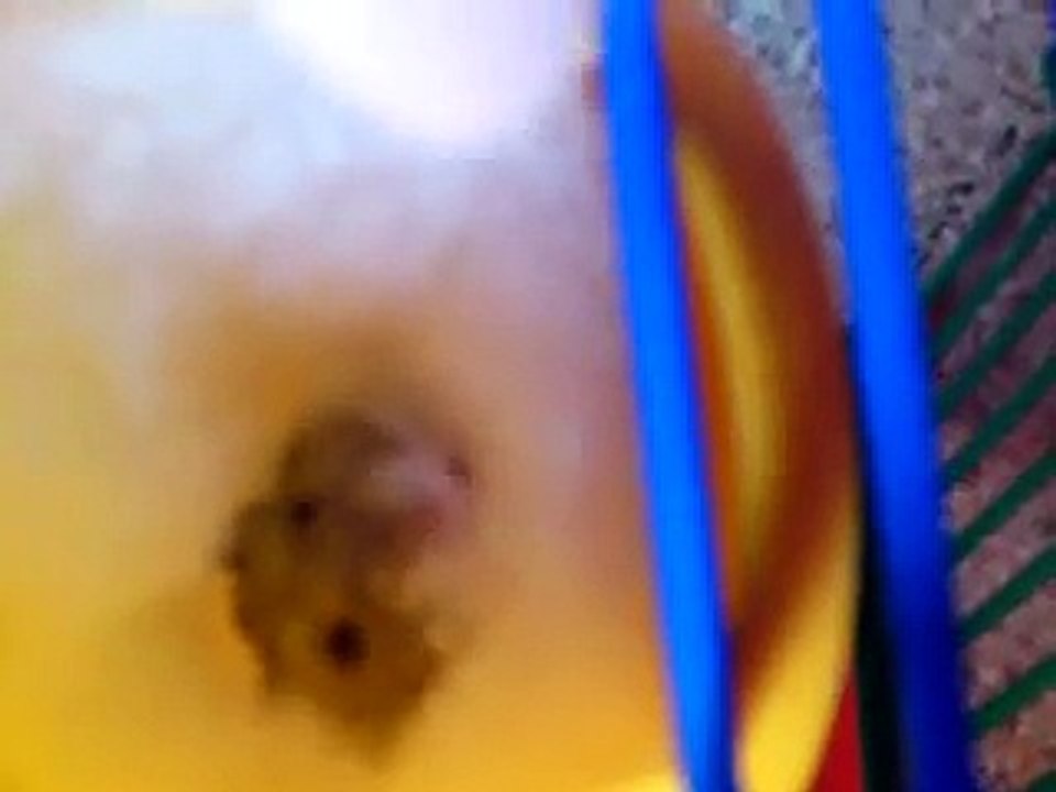 Angry hamster