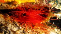 Electric clam in Indonesia - Lembeh Strait