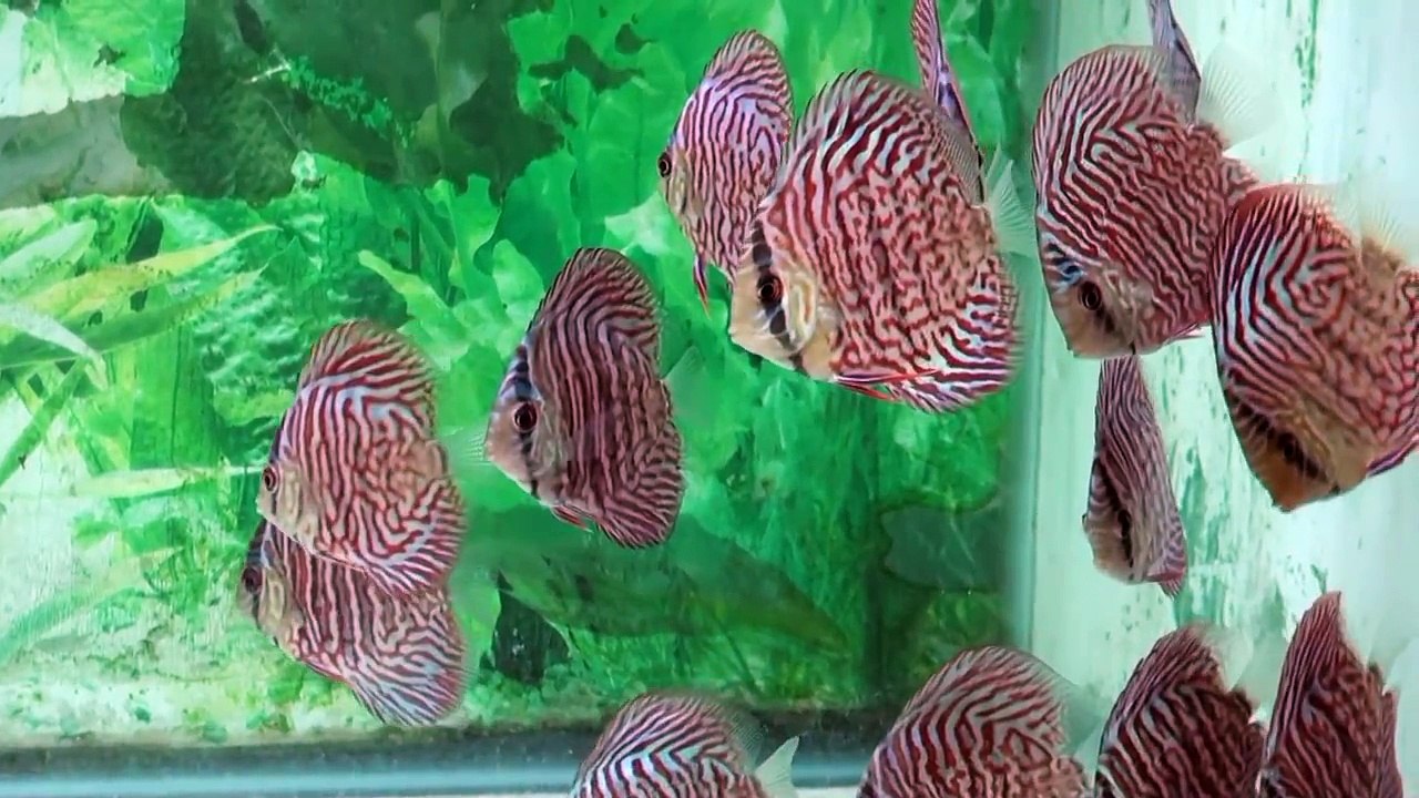 Tiger Turquoise Discus Fish  -  Gwynnbrook Farm