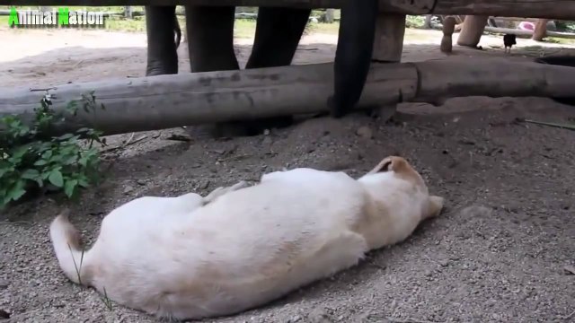 Baby Elephant Tries to Wake Up Puppy
