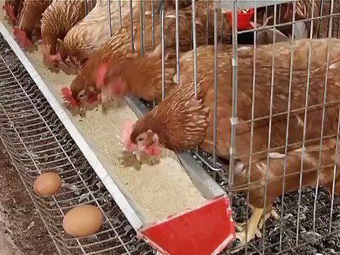 Angola Magazine - Uíge - Fazenda do negage aposta em desenvolvimento agropecuário