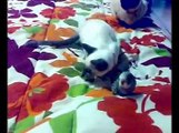 Funny - Siamese Kitten & Cat vs Budgie