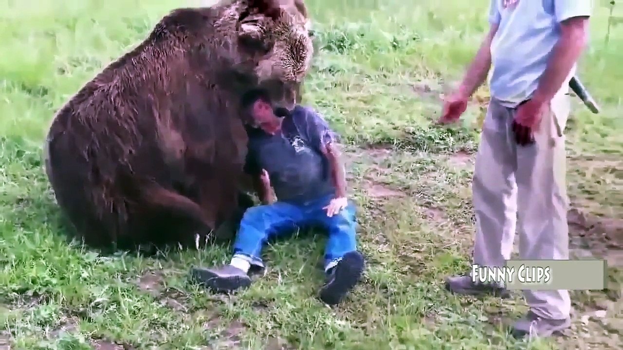 Funny Animal   Man vs Bear 2015 in USA