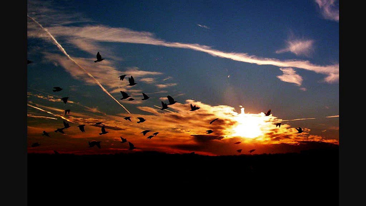 Carlos - Ammenekoejoen