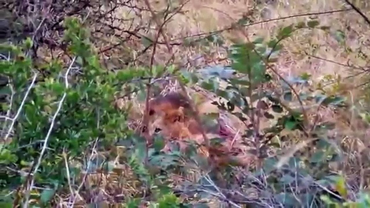 Löwen Töten Zwei Hyäne - De lion tue deux hyène